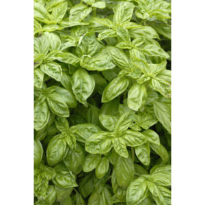 Basilic grand vert genovese