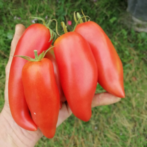 tomate andine cornue