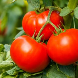 tomate joie de la table