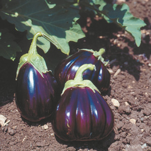 Aubergine Black Beauty