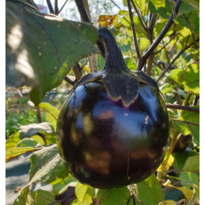 Aubergine Ronde de Valence