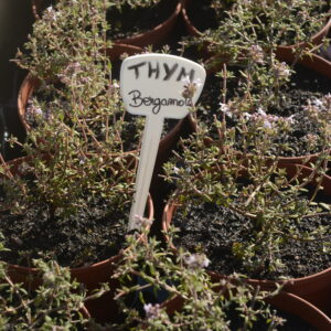 Thym bergamote