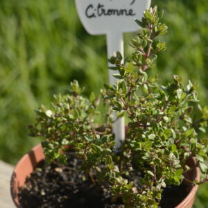 Thym citron