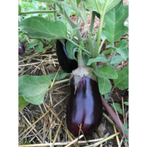 Aubergine Alexandra