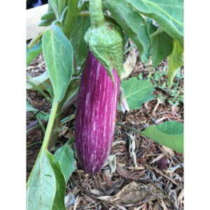 Aubergine Tsakoniki