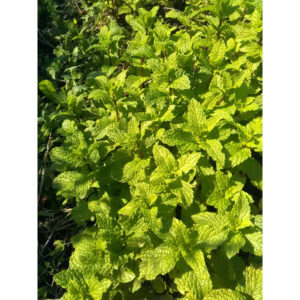 menthe verte