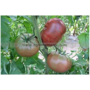 Tomate Noire de Crimée