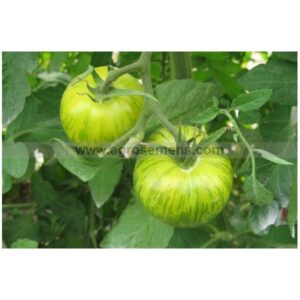 Tomate Green Zebra