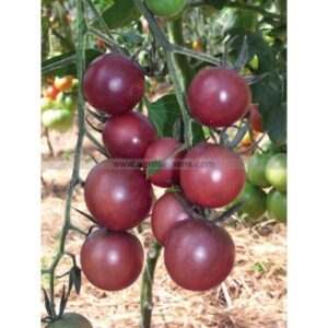 Tomate Black cherry