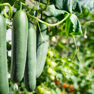 Concombre Le Généreux