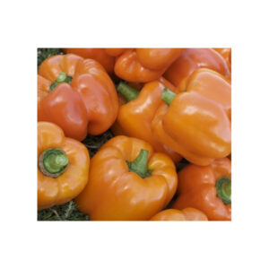 Poivron cubo orange