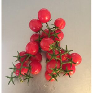 Tomate Ambrosia