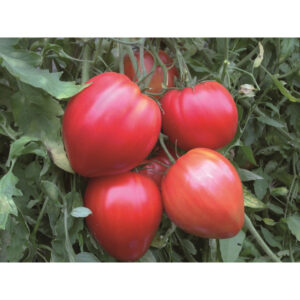 Tomate Cœur de bœuf rouge