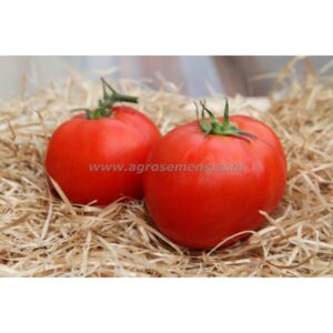 Tomate Merveille des marchés