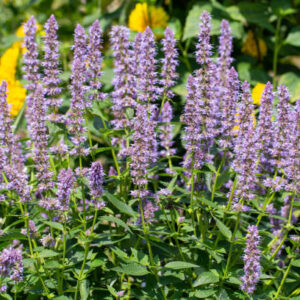 Agastache Rugosa