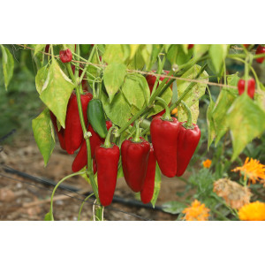Poivron Corno di toro rosso